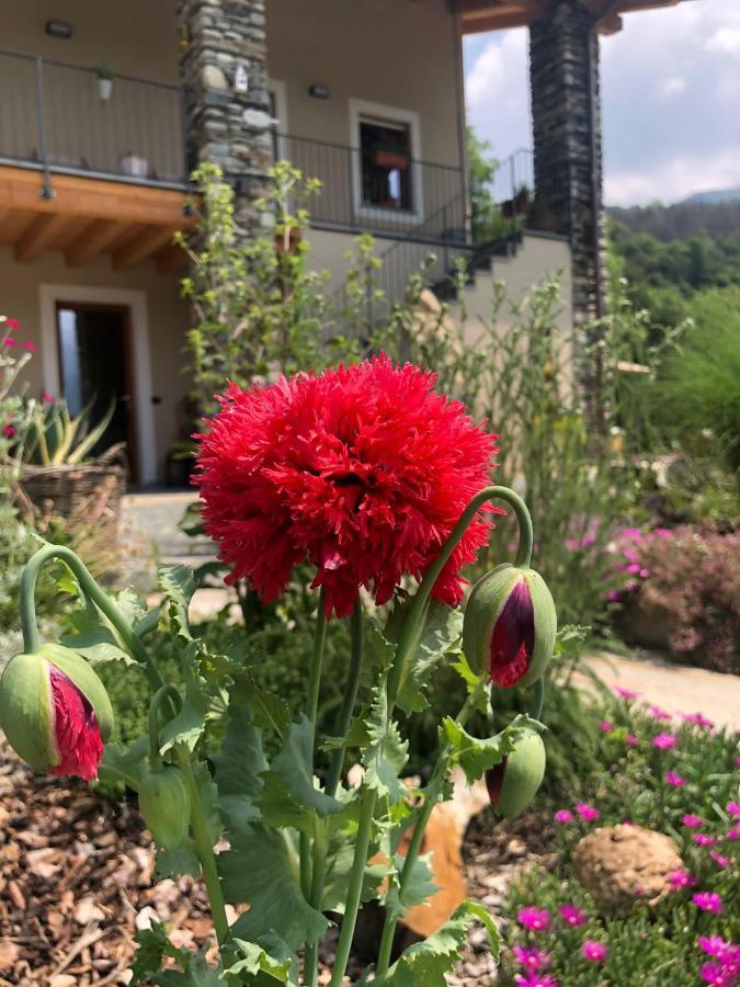 Semi Al Vento: La Bio-Casa Nel Giardino Incantato! Apartment Paesana Ngoại thất bức ảnh