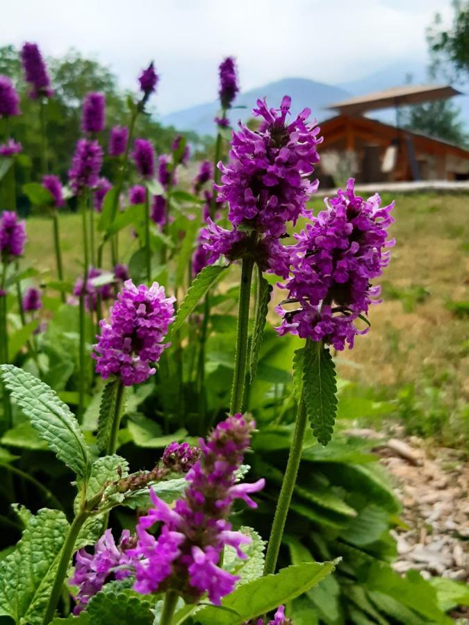 Semi Al Vento: La Bio-Casa Nel Giardino Incantato! Apartment Paesana Ngoại thất bức ảnh